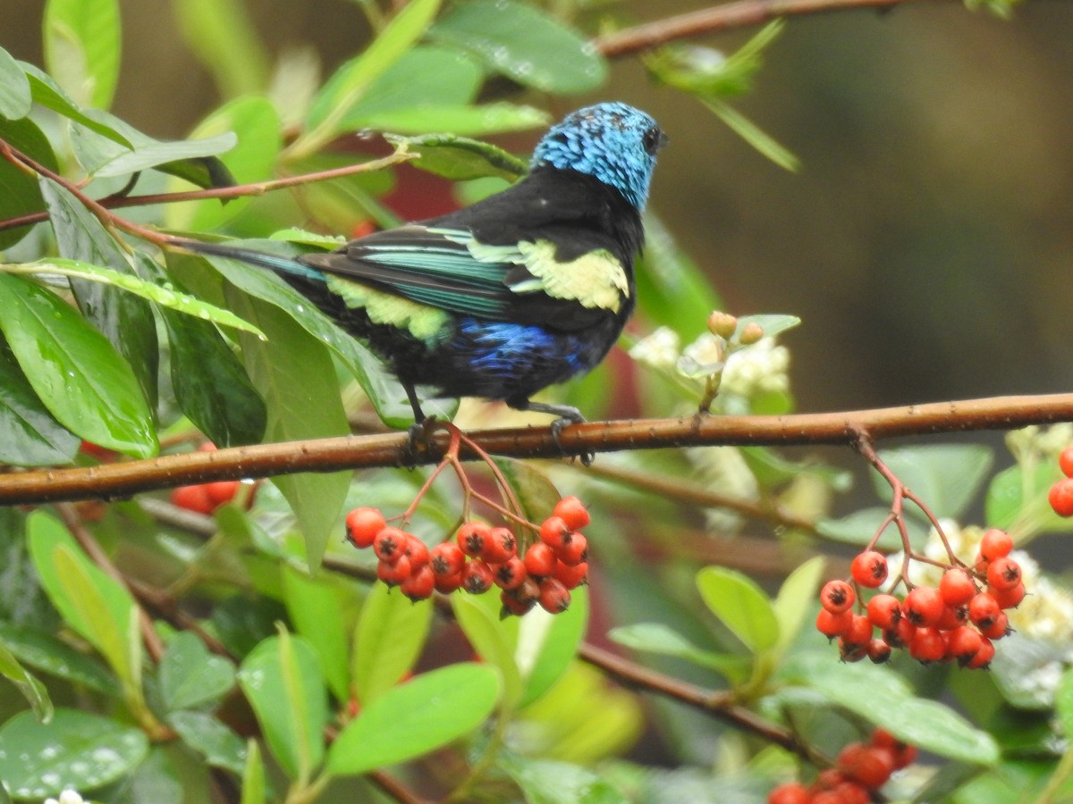 Blue-necked Tanager - ML618721080