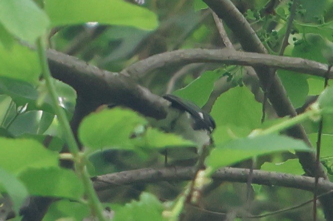 Black-throated Blue Warbler - ML618721099
