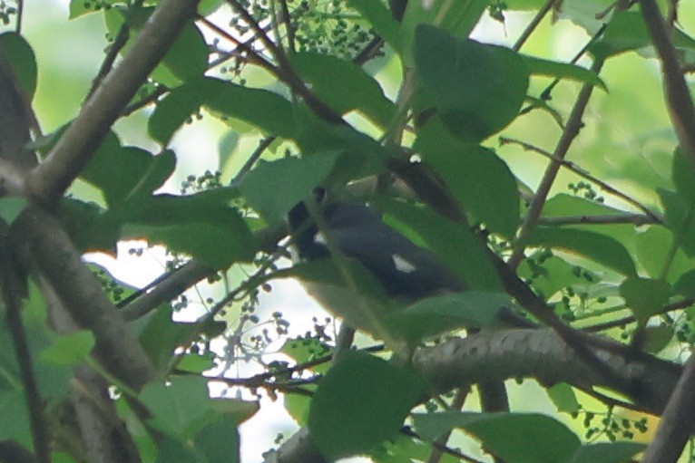 Black-throated Blue Warbler - ML618721100