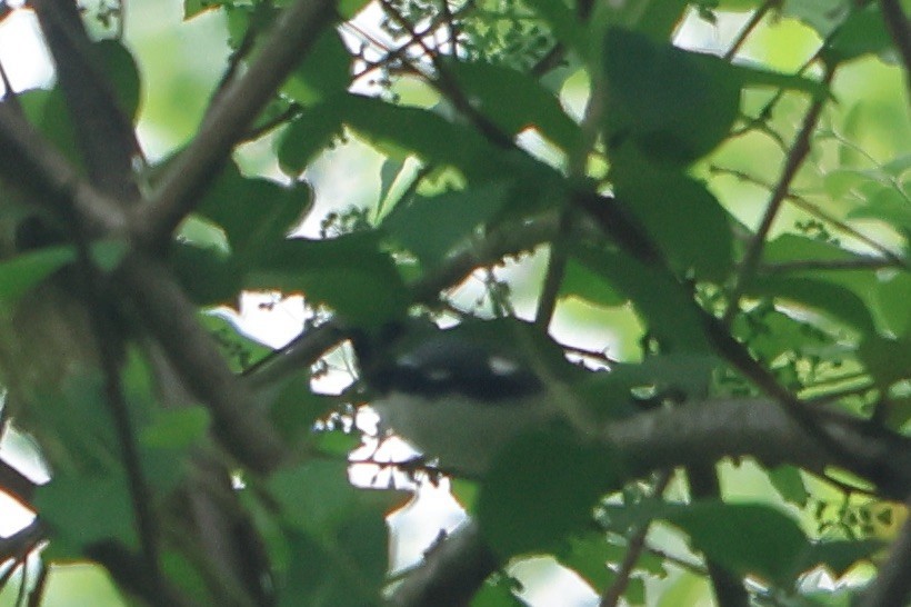 Black-throated Blue Warbler - ML618721101