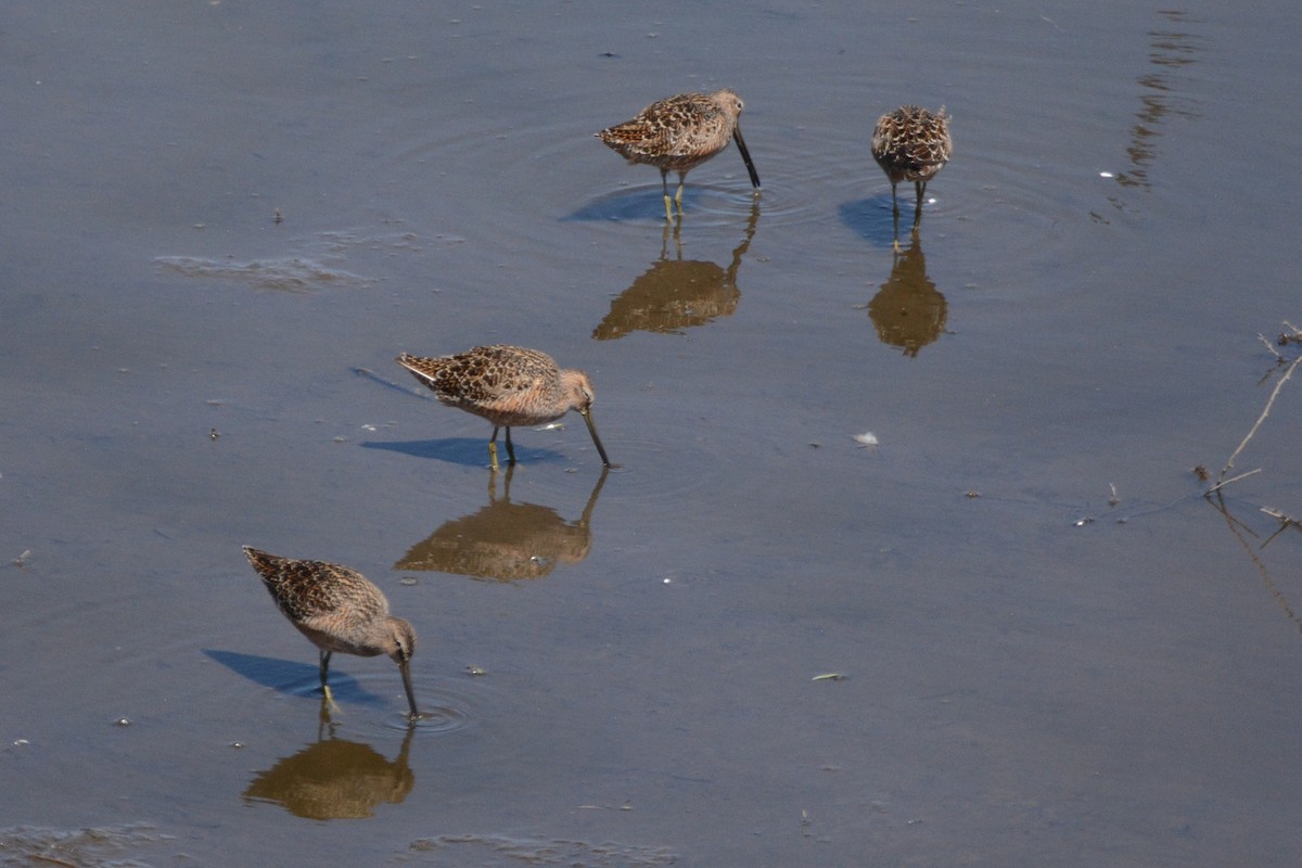 Long-billed Dowitcher - Cathy Pasterczyk