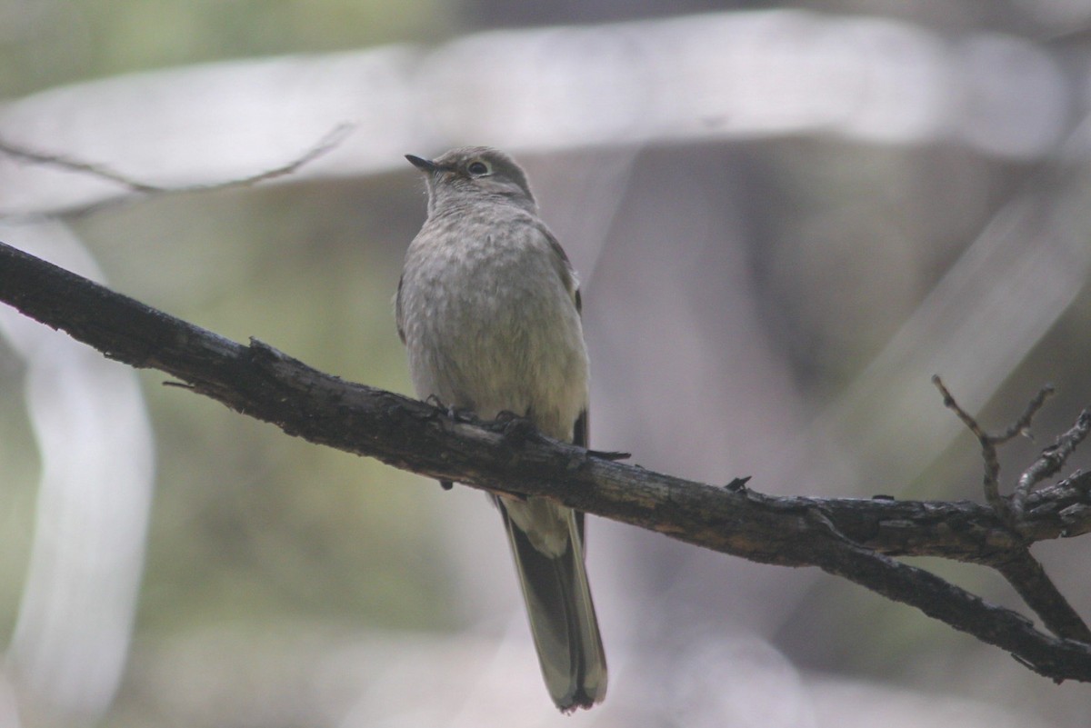 Townsend's Solitaire - ML618721150