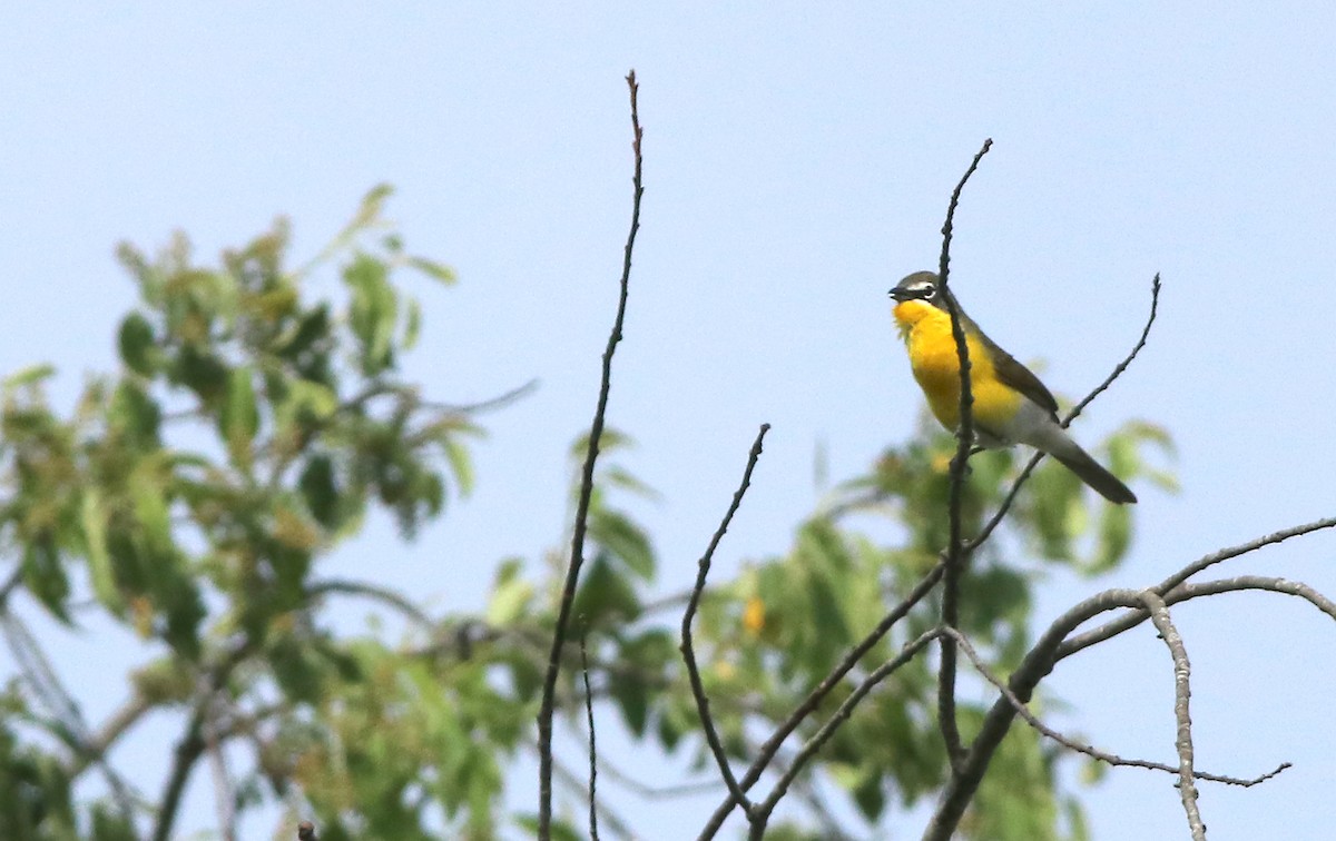 Yellow-breasted Chat - ML618721156
