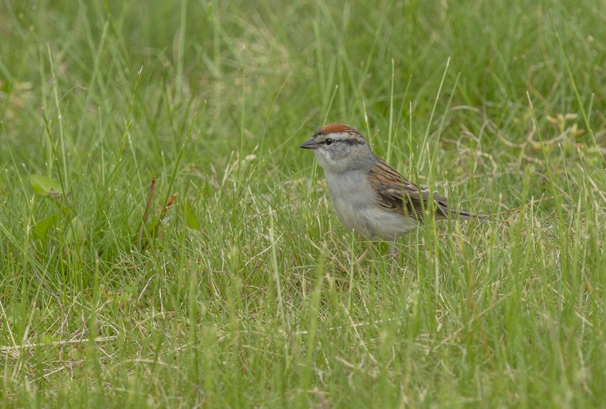 Chipping Sparrow - ML618721159