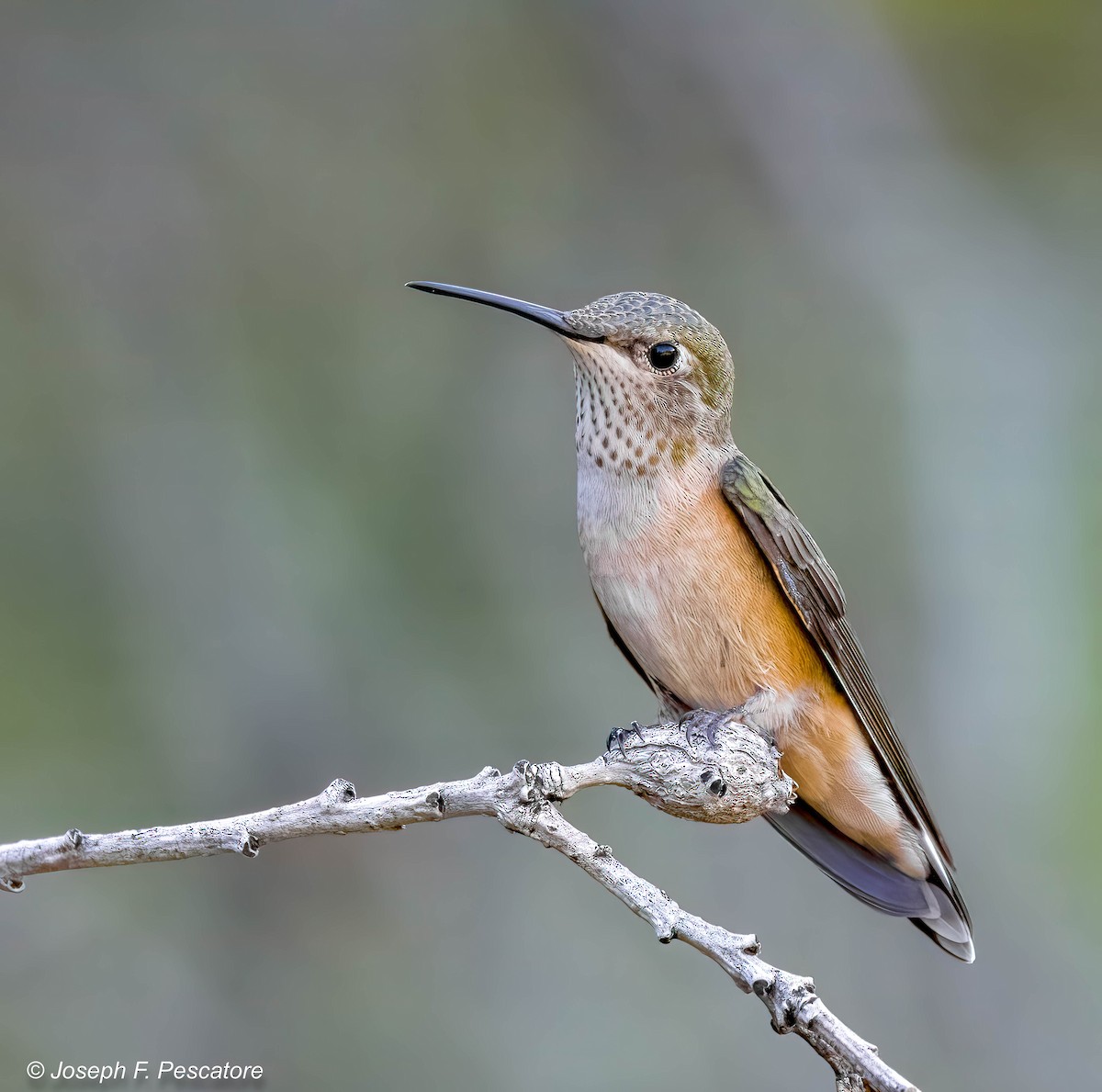 Broad-tailed Hummingbird - ML618721168