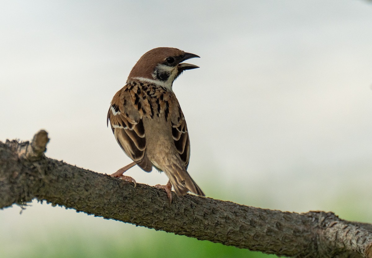 Eurasian Tree Sparrow - ML618721172