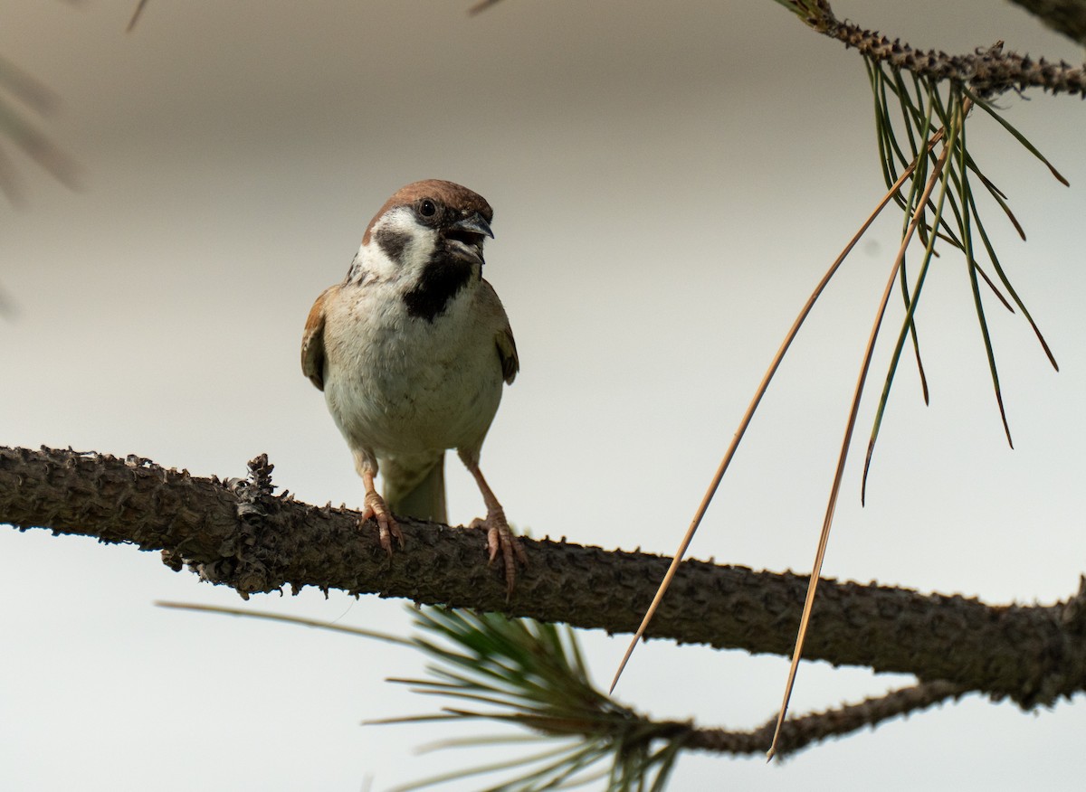 Eurasian Tree Sparrow - ML618721173