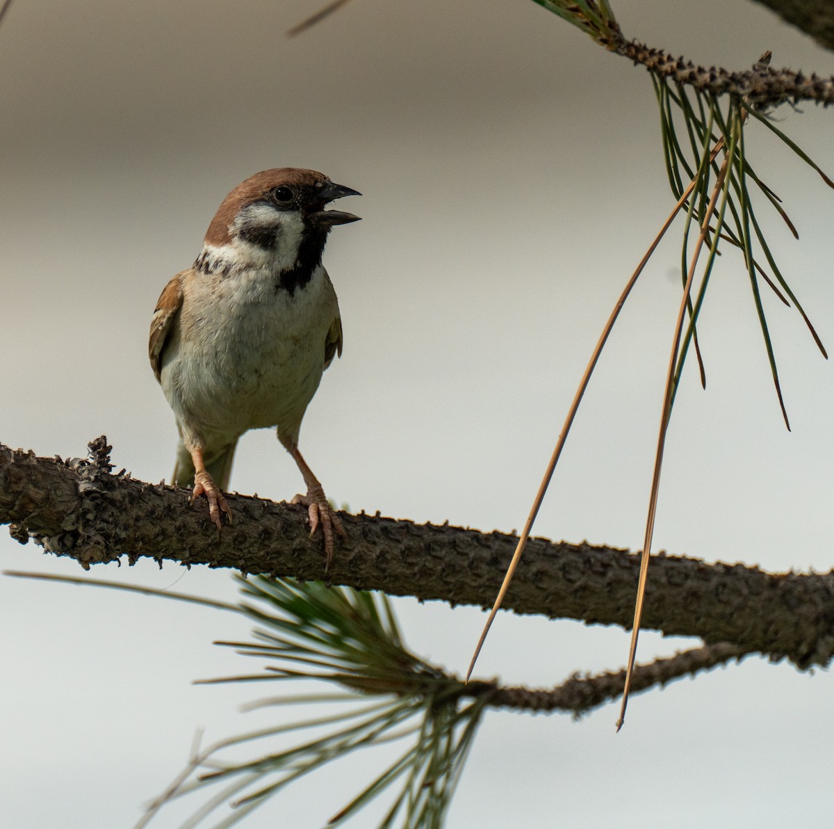 Eurasian Tree Sparrow - Frank Severson
