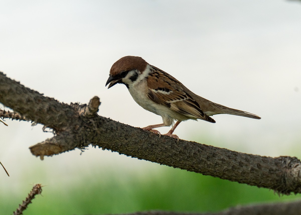 Eurasian Tree Sparrow - ML618721175