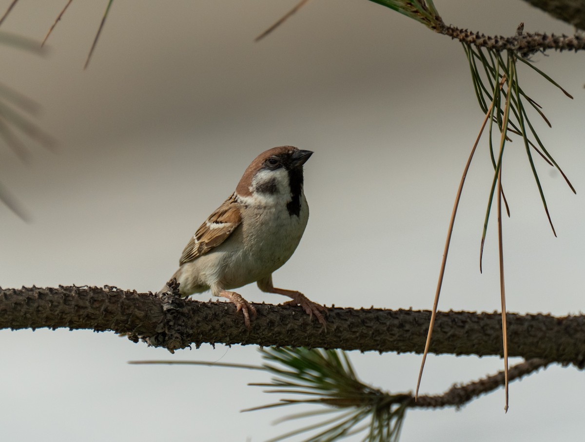 Eurasian Tree Sparrow - ML618721176