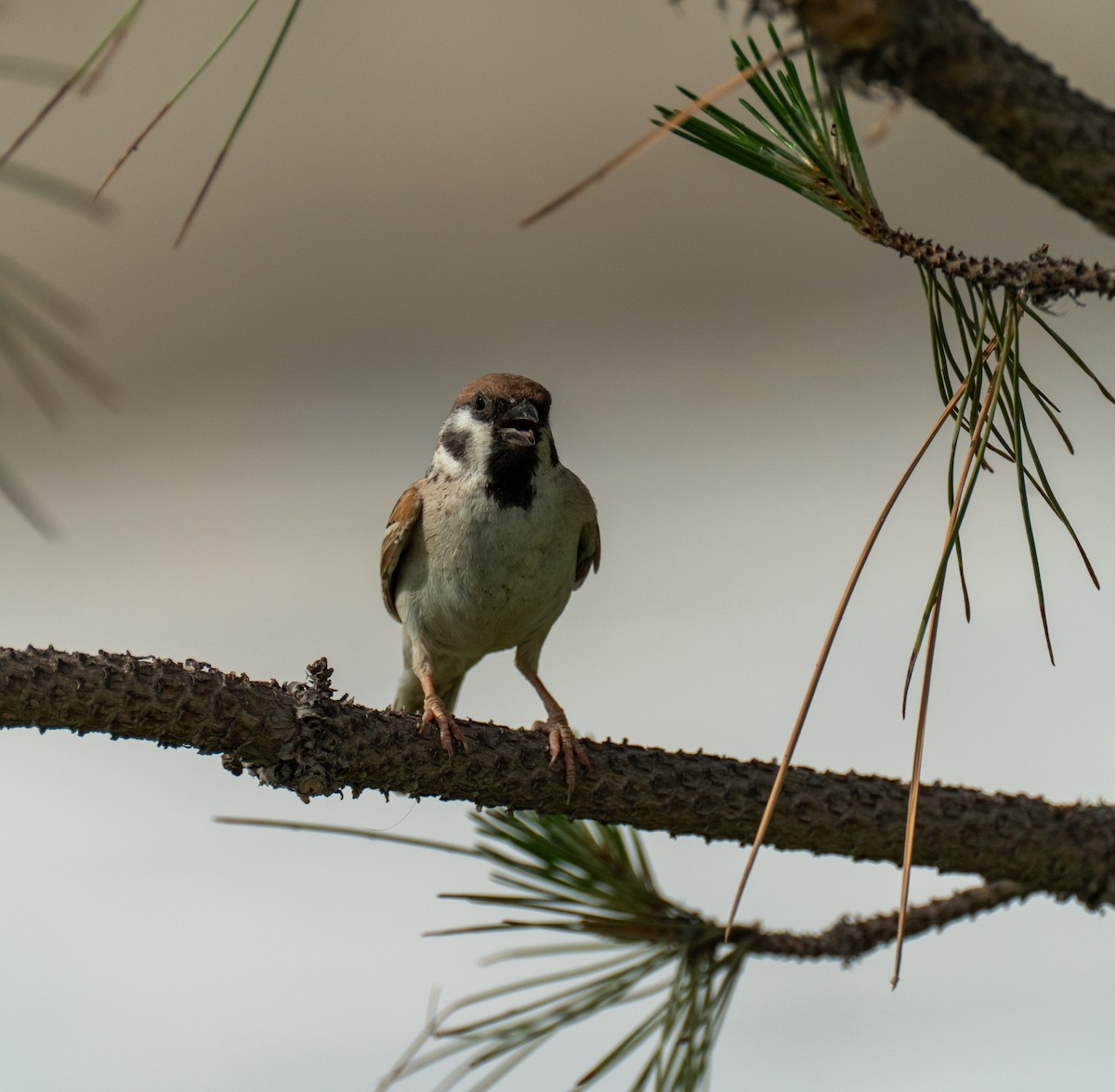 Eurasian Tree Sparrow - ML618721177