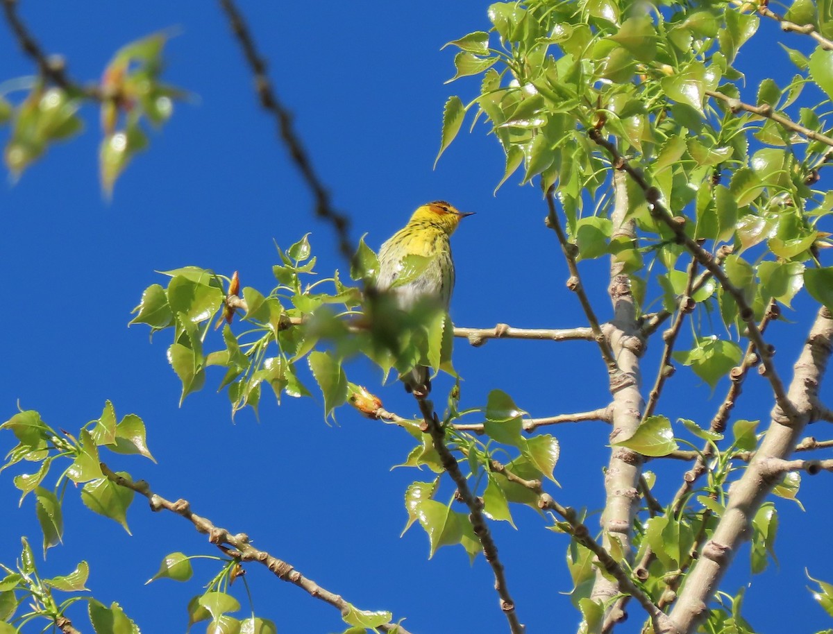 Cape May Warbler - ML618721184