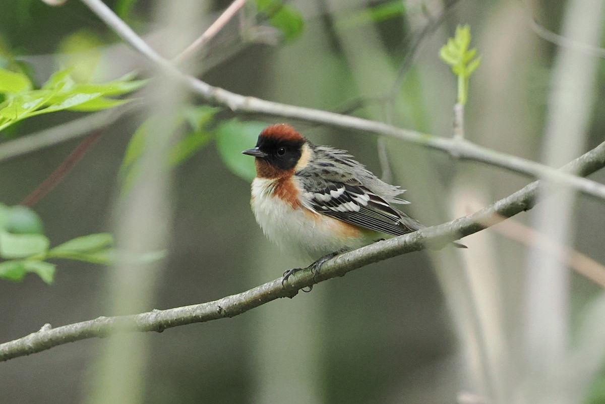 Bay-breasted Warbler - ML618721217