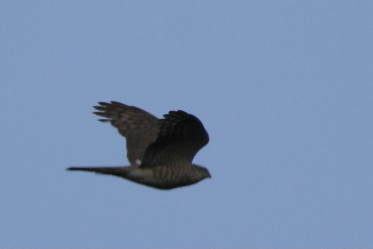 Eurasian Sparrowhawk - ML618721218