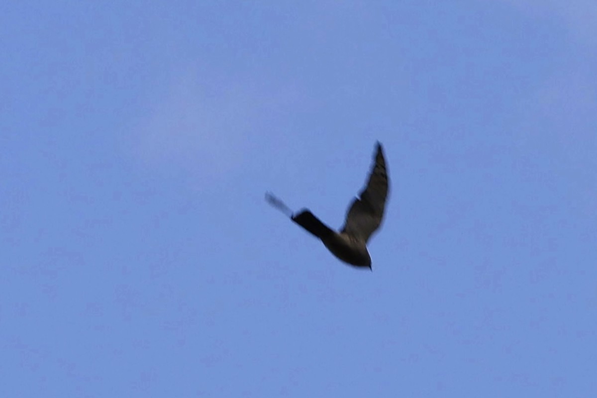 Eurasian Sparrowhawk - Kalpesh Gaitonde