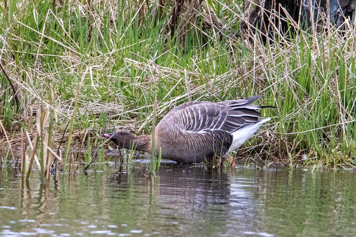 Pink-footed Goose - ML618721247
