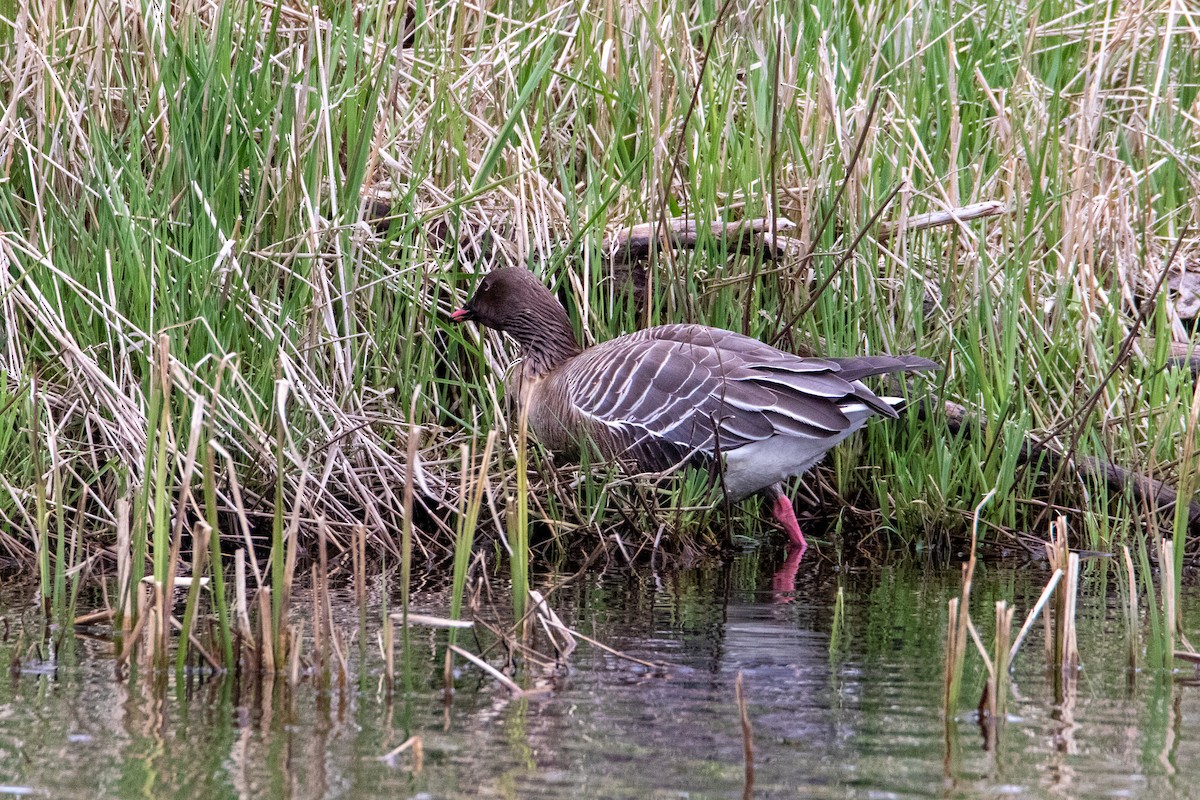 Pink-footed Goose - ML618721248