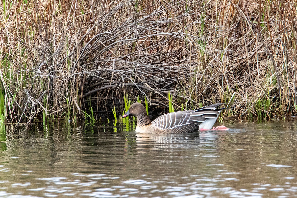 Pink-footed Goose - ML618721253
