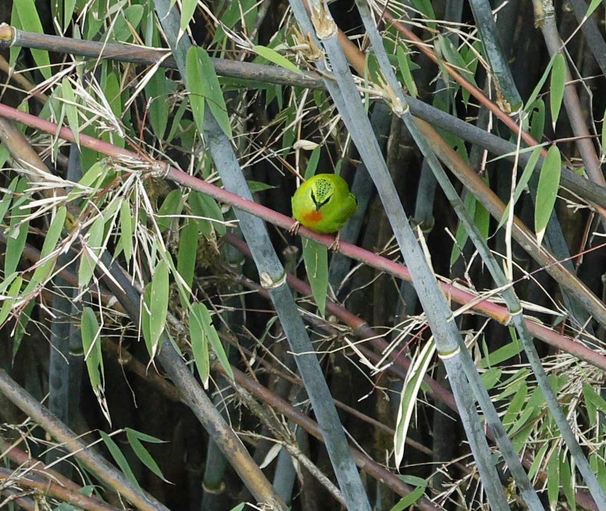 Fire-tailed Myzornis - ML618721274