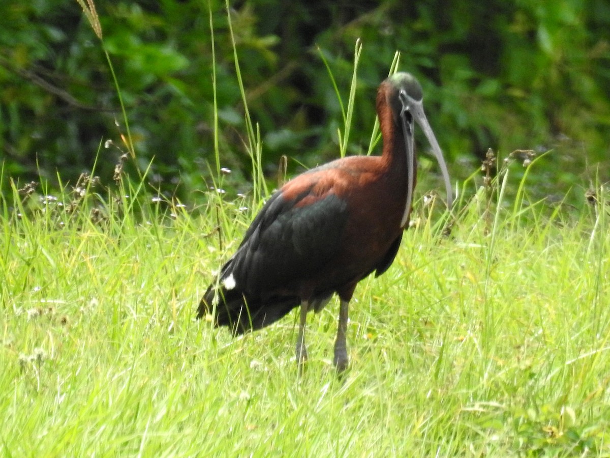 ibis hnědý - ML618721289