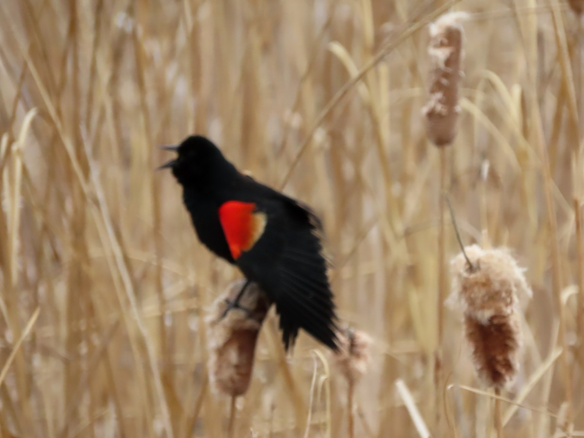 Red-winged Blackbird - ML618721296