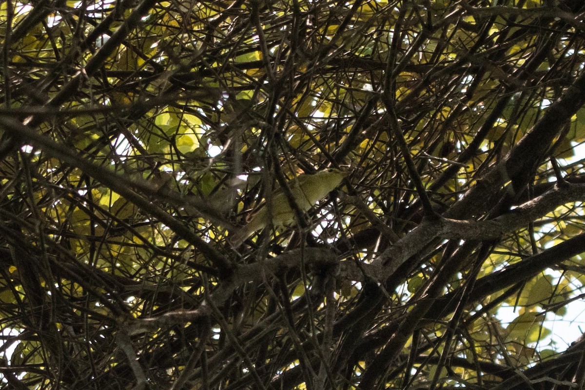 Large-billed Leaf Warbler - ML618721300