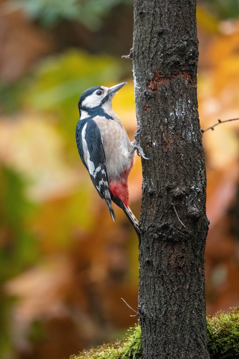 Great Spotted Woodpecker - ML618721306