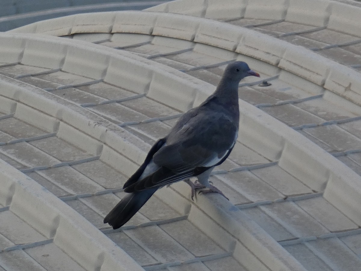 Common Wood-Pigeon - ML618721315