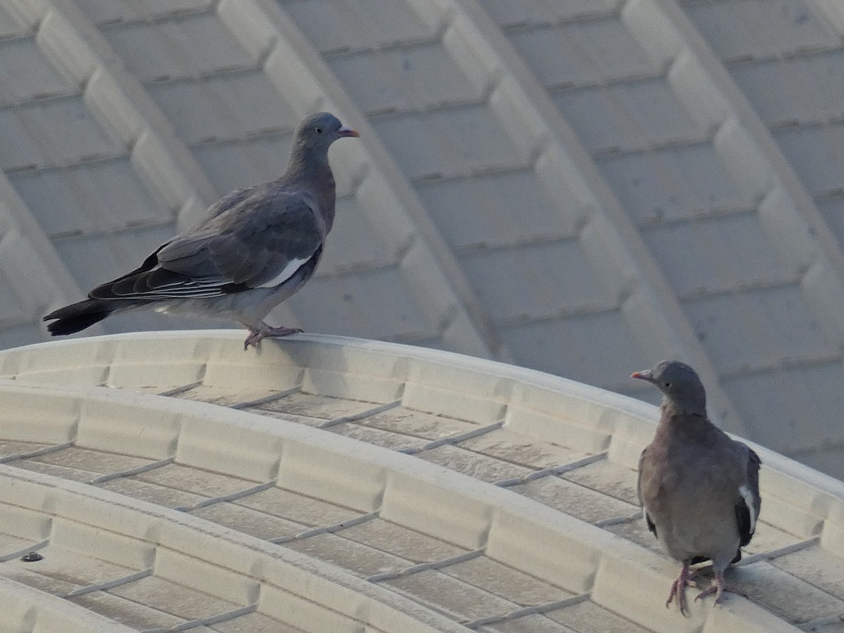 Common Wood-Pigeon - ML618721316