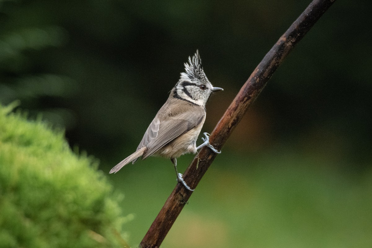 Crested Tit - ML618721319