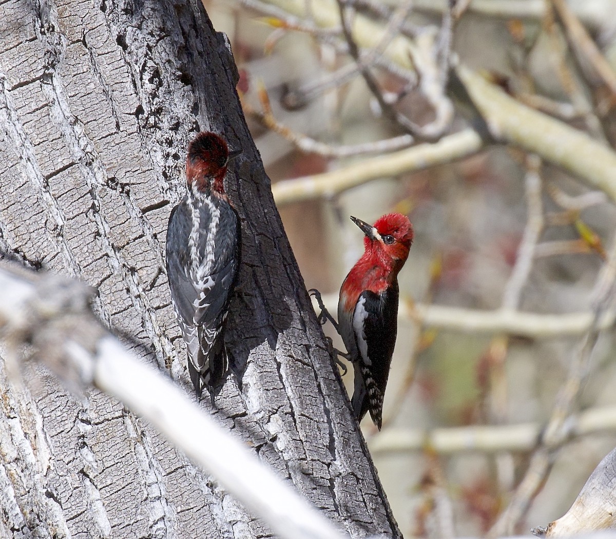 Red-breasted Sapsucker - ML618721349