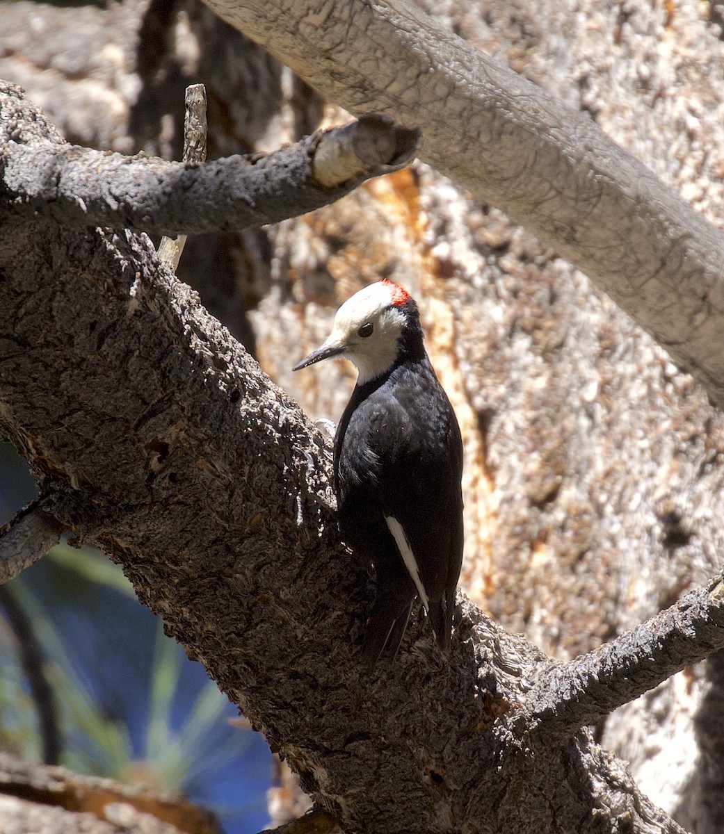White-headed Woodpecker - ML618721356