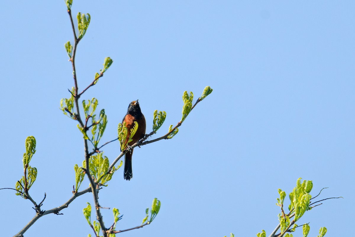 Orchard Oriole - ML618721442