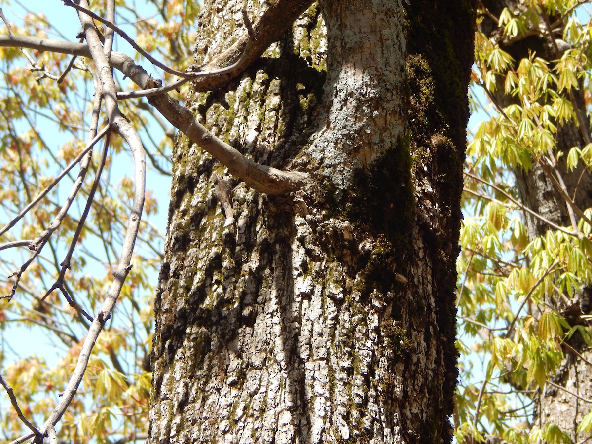 Bar-tailed Treecreeper - ML618721458