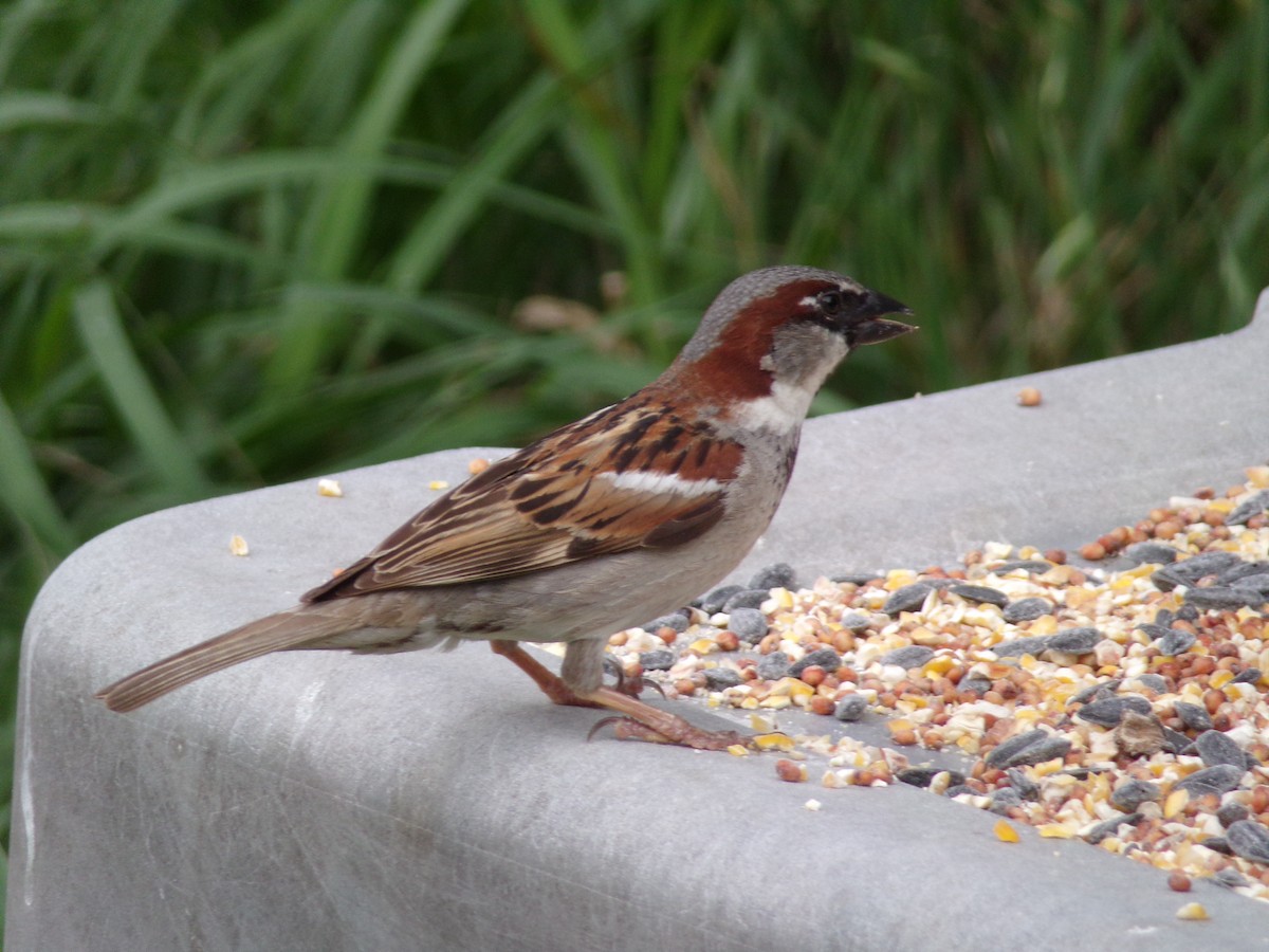House Sparrow - ML618721504