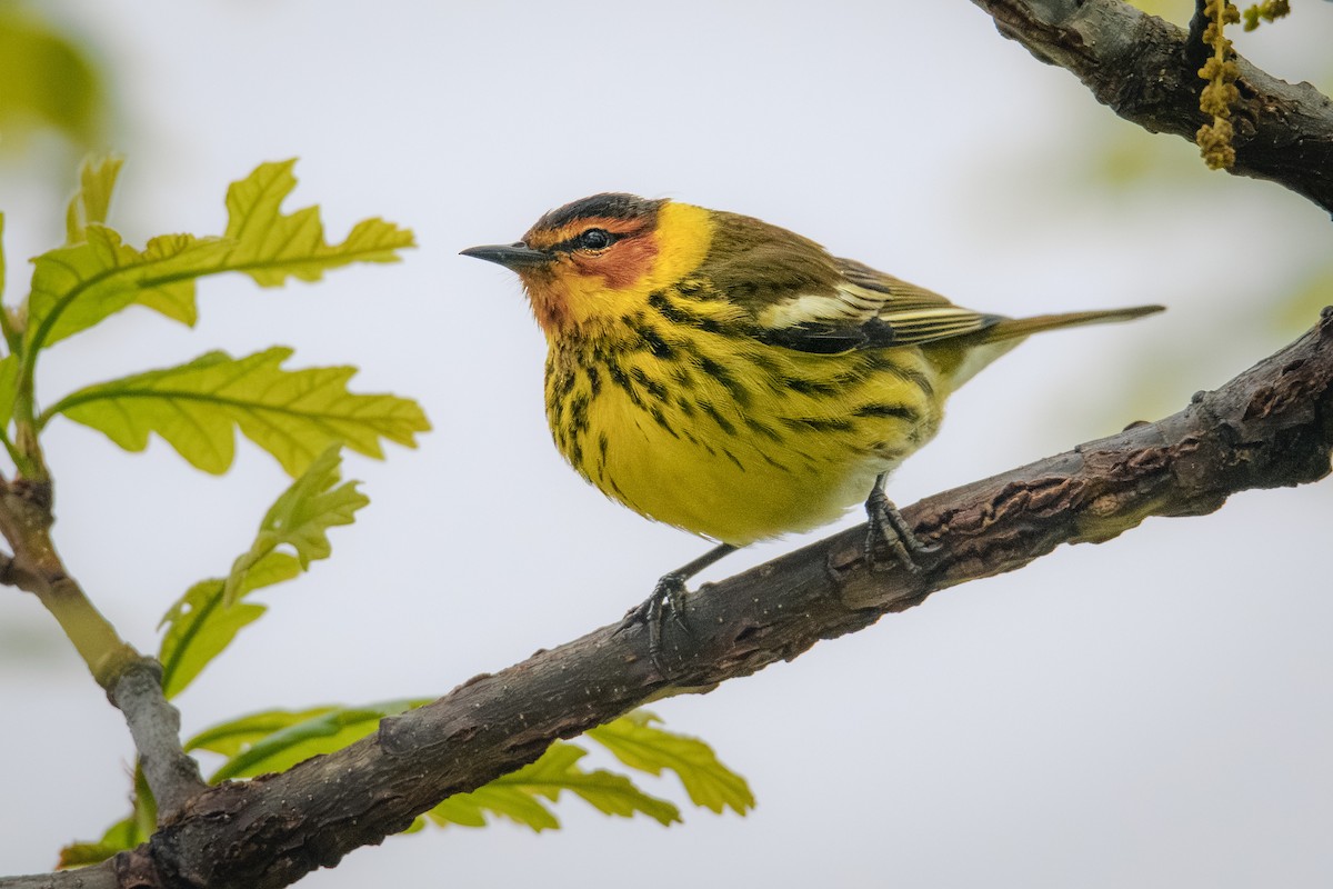 Cape May Warbler - ML618721536