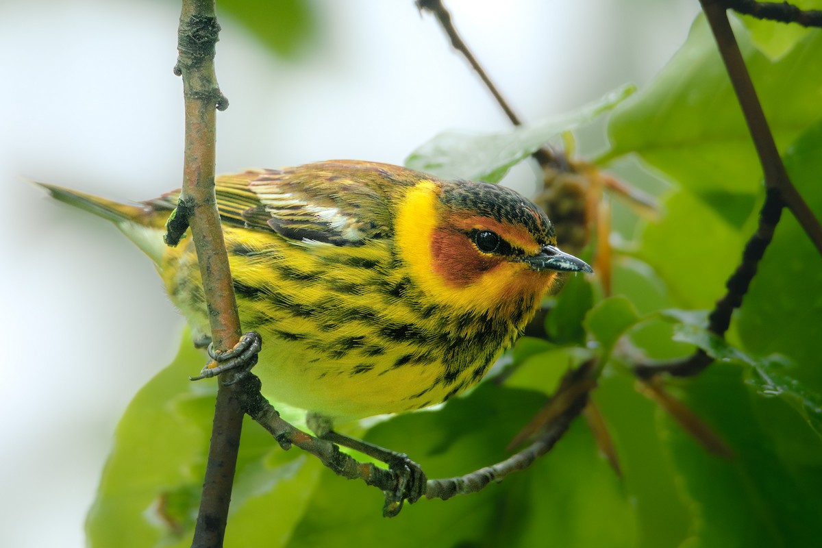Cape May Warbler - ML618721537