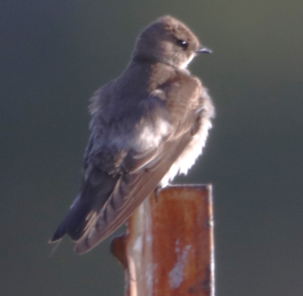 Northern Rough-winged Swallow - Barry Spolter