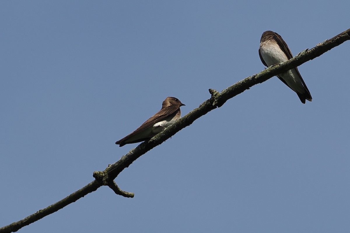Northern Rough-winged Swallow - ML618721546