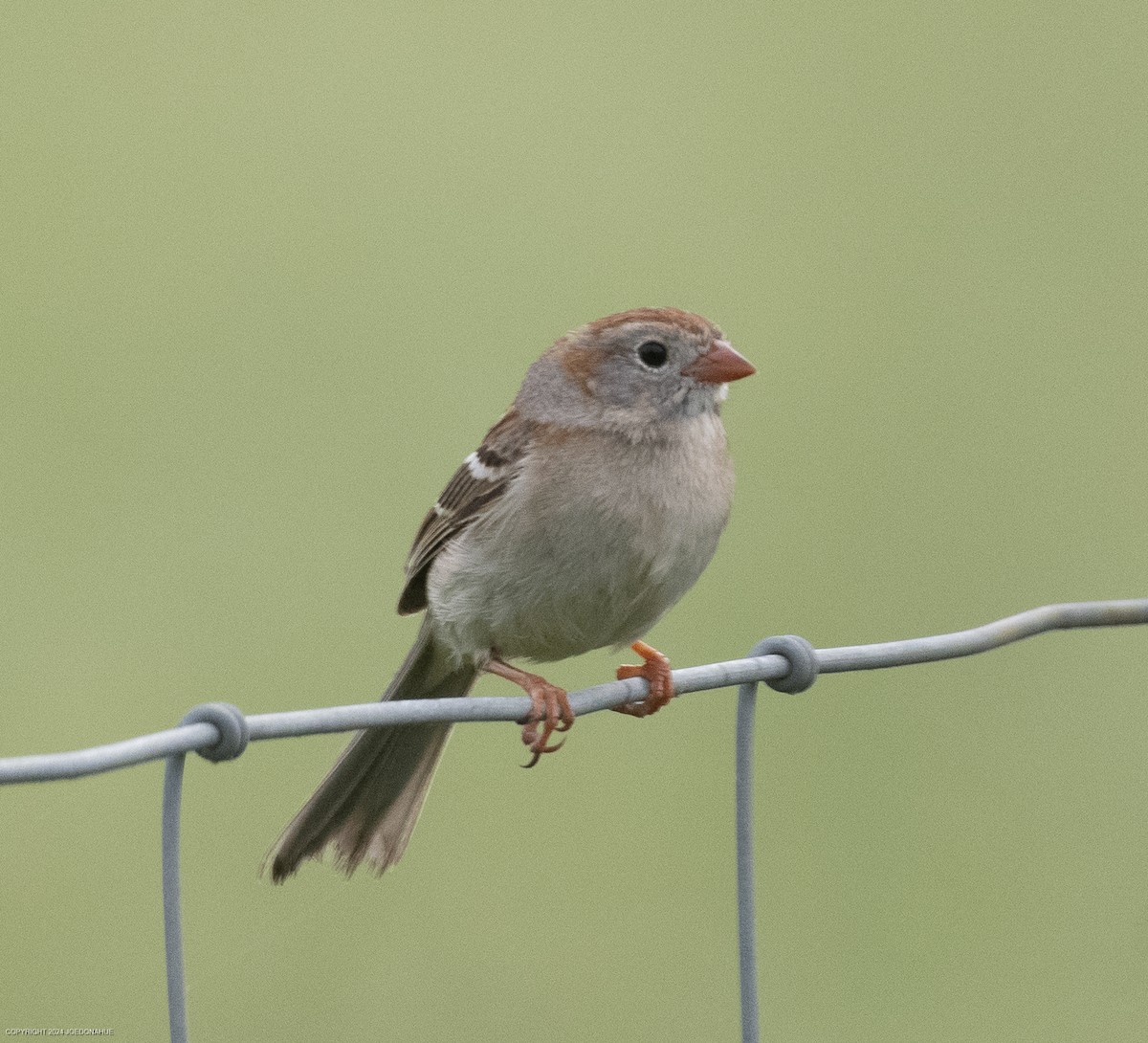Field Sparrow - ML618721554