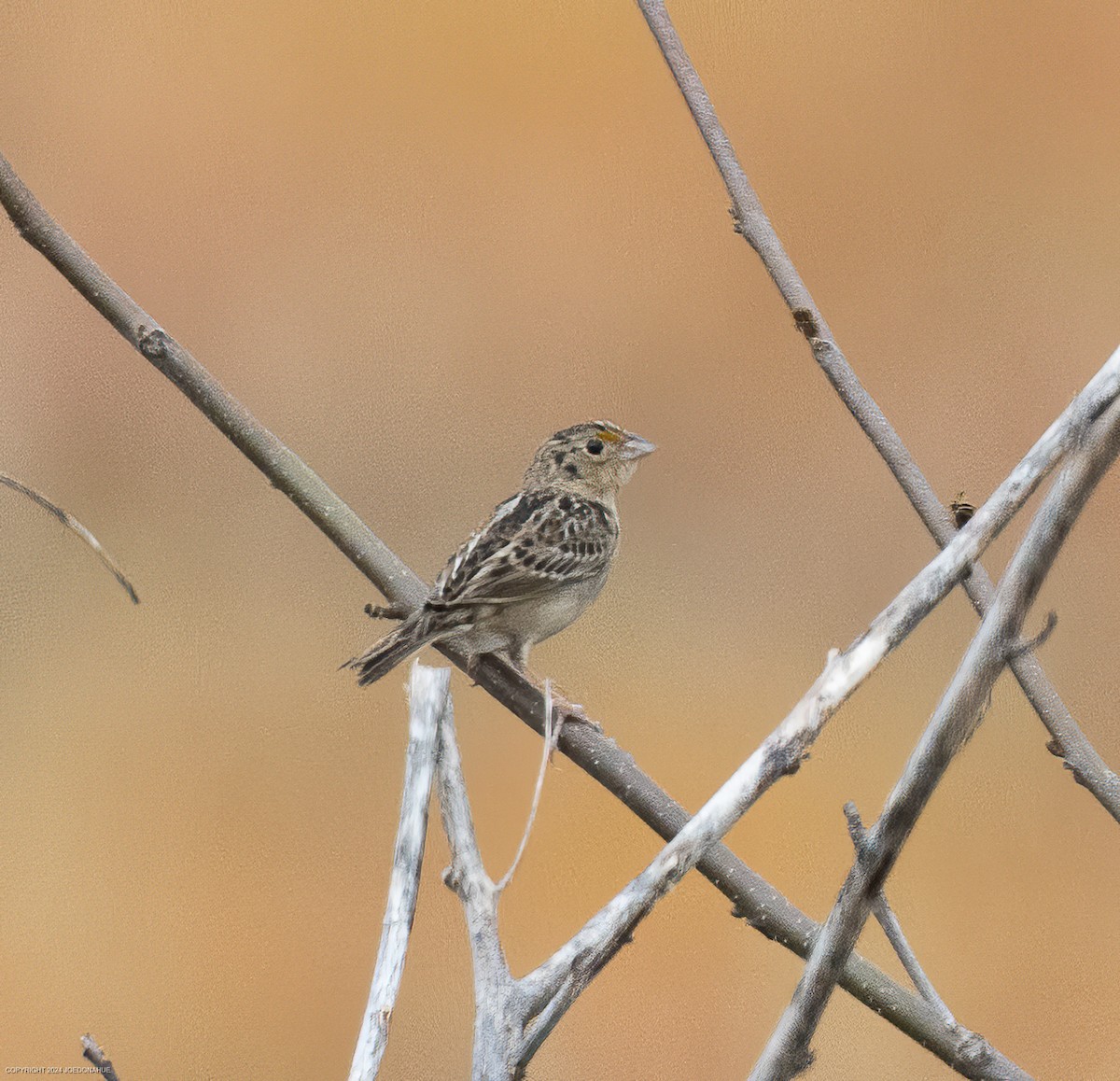 Grasshopper Sparrow - ML618721561