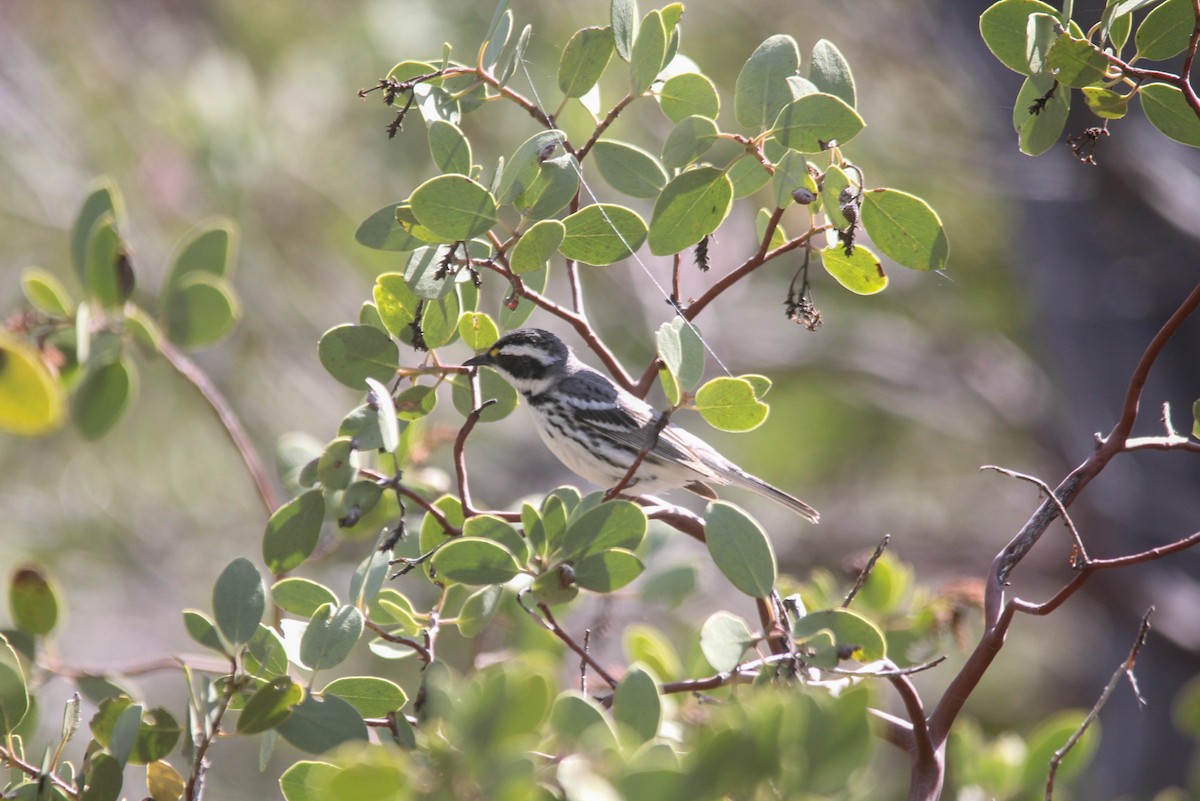 Black-throated Gray Warbler - ML618721571