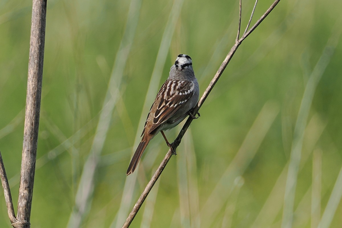 White-crowned Sparrow - ML618721590