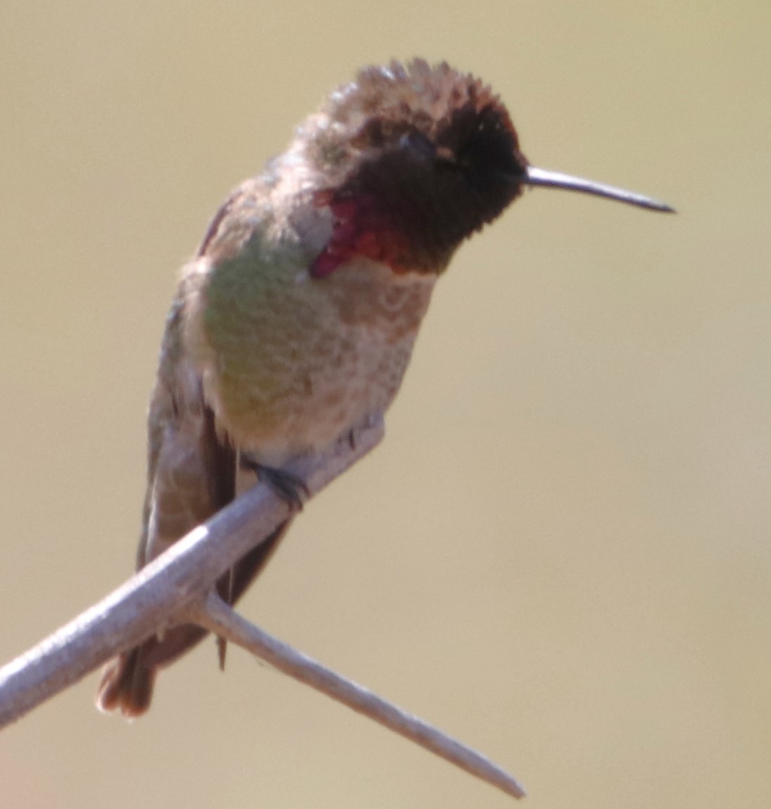 Anna's Hummingbird - ML618721618