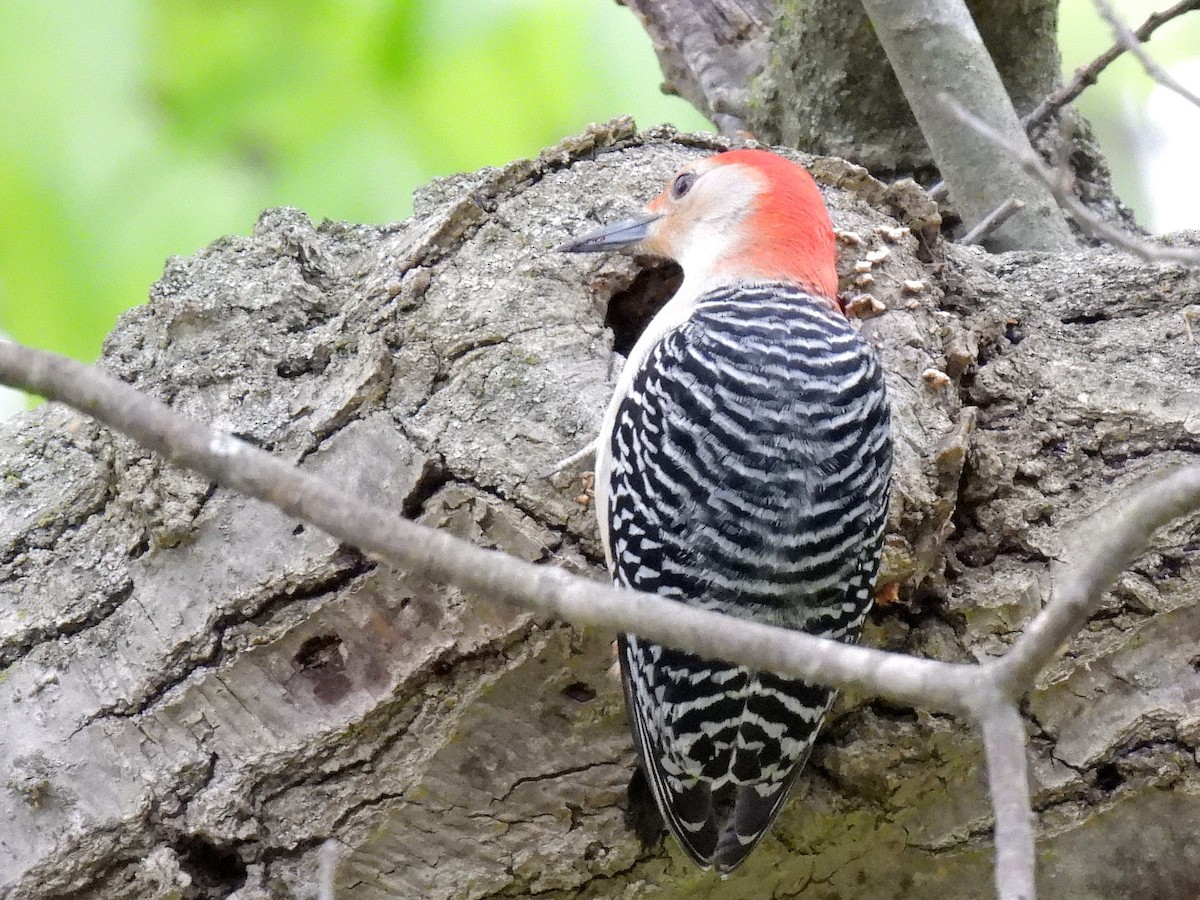 Red-bellied Woodpecker - Bill Nolting