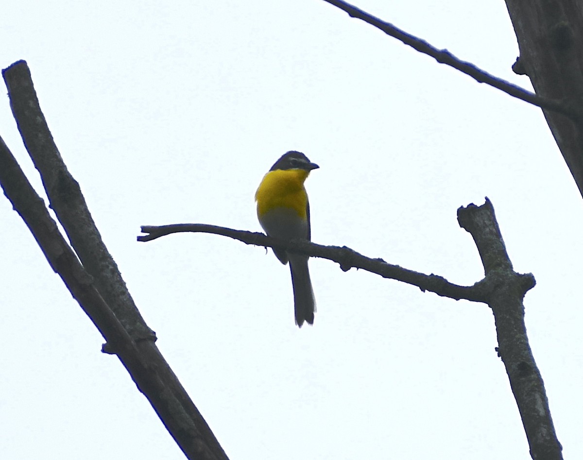 Yellow-breasted Chat - ML618721633