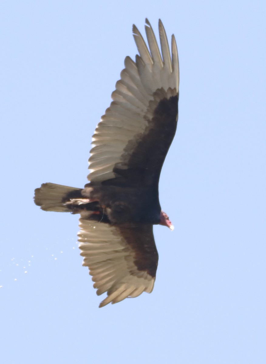 Turkey Vulture - ML618721653