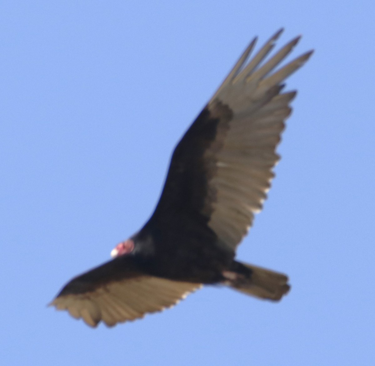 Turkey Vulture - ML618721654