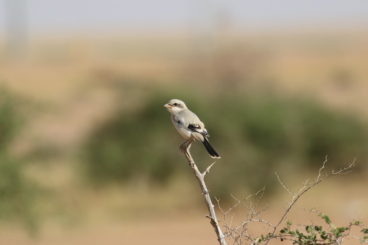 Great Gray Shrike (Arabian) - ML618721661