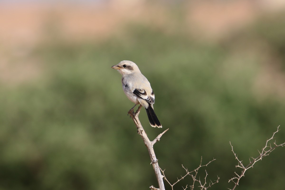 Great Gray Shrike (Arabian) - ML618721662